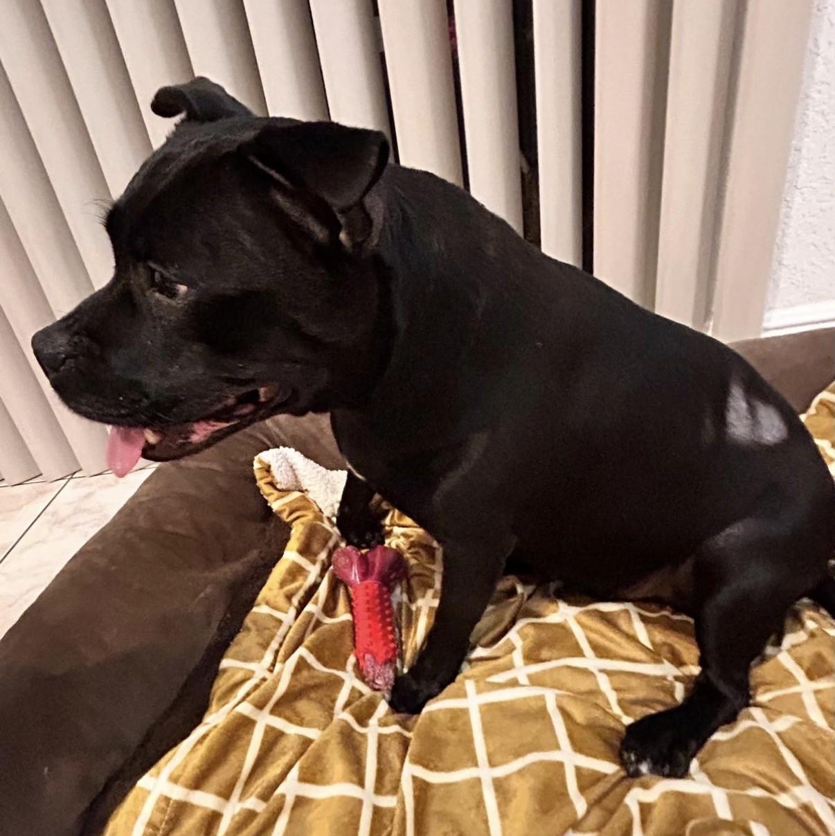 Enlarge Sephora, a ADOPTABLE mixed breed in Boca Raton, FL image 4/6