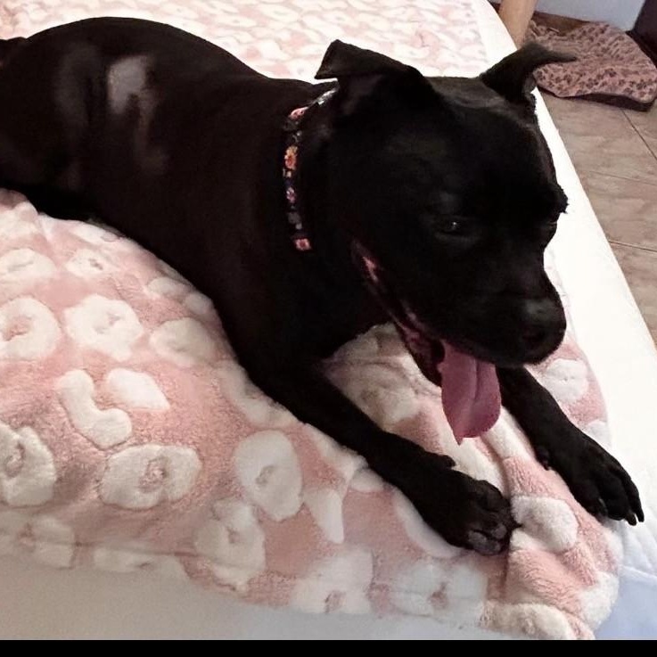 Enlarge Sephora, a ADOPTABLE mixed breed in Boca Raton, FL image 2/6