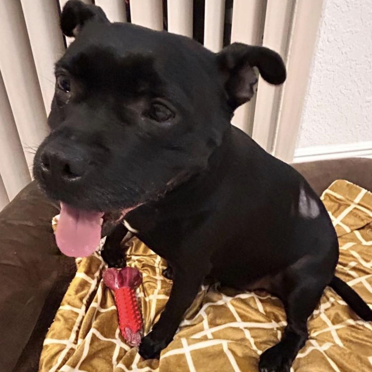 Enlarge Sephora, a ADOPTABLE mixed breed in Boca Raton, FL image 5/6