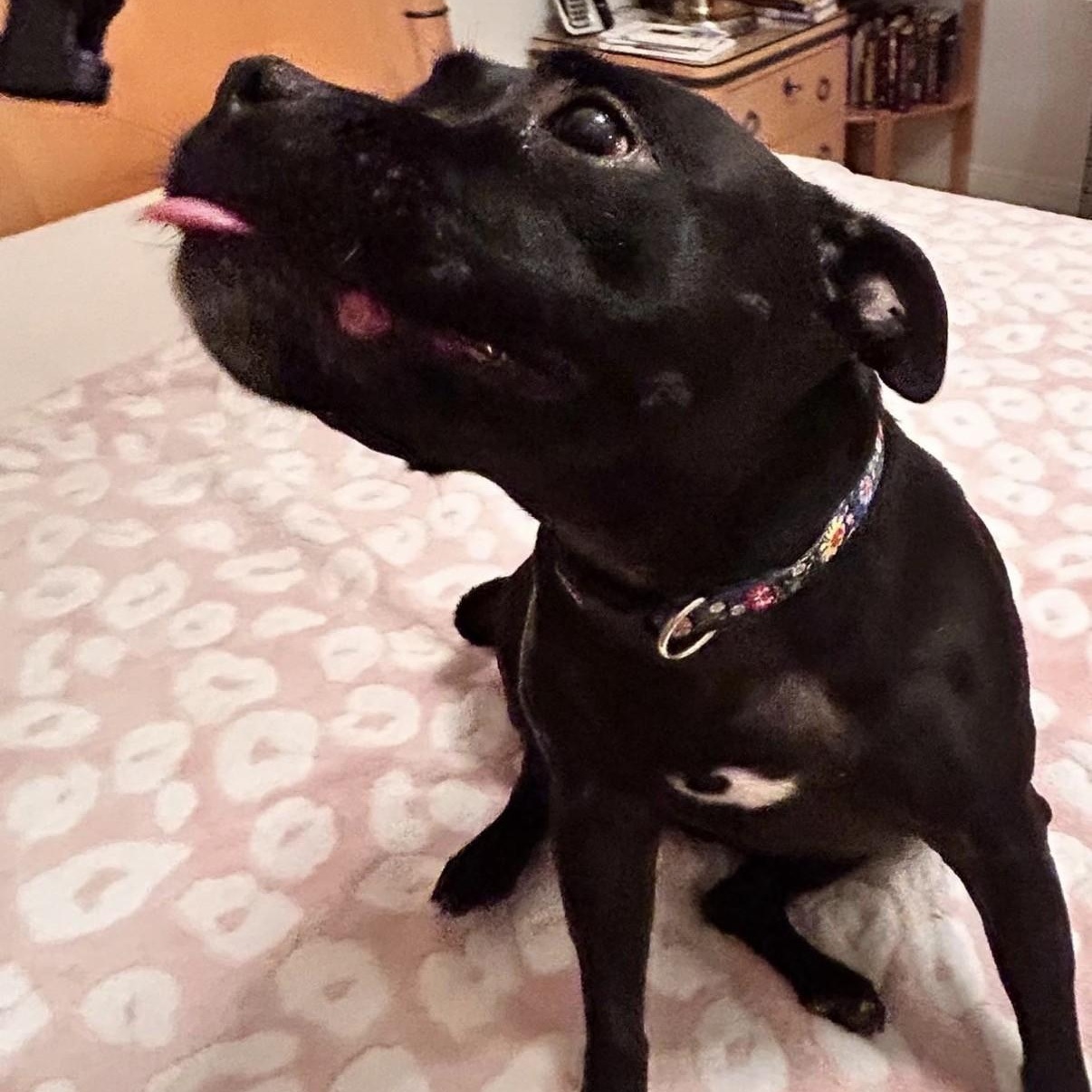 Enlarge Sephora, a ADOPTABLE mixed breed in Boca Raton, FL image 6/6