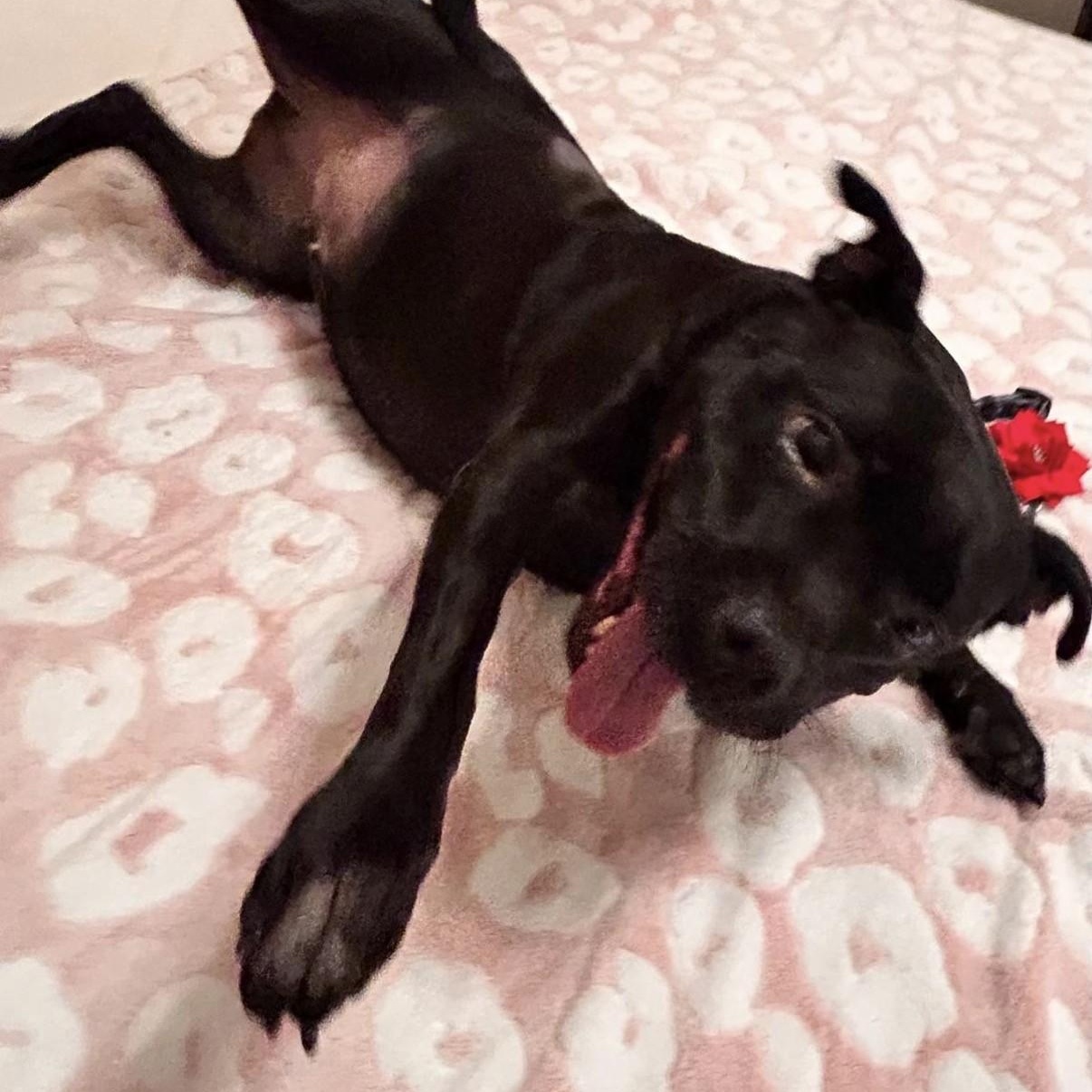 Enlarge Sephora, a ADOPTABLE mixed breed in Boca Raton, FL image 3/6