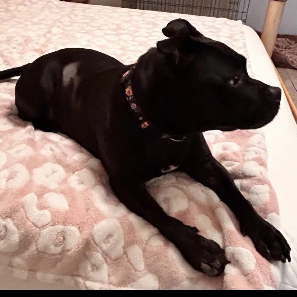 Sephora, ADOPTABLE, Adult Female American Staffordshire Terrier.