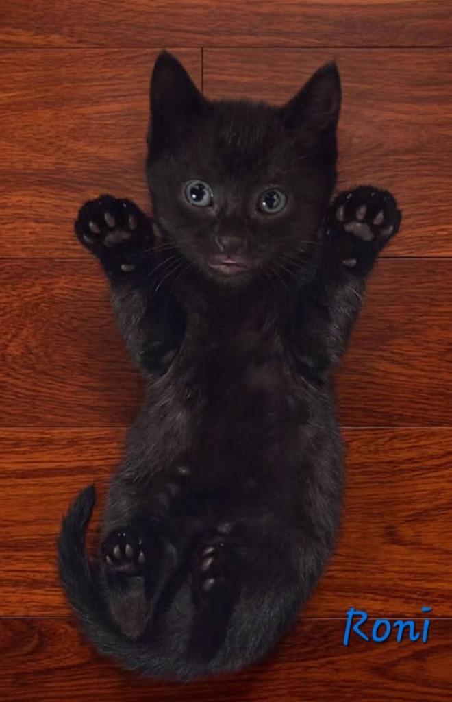 Roni, Adoptable, Kitten Male Domestic Short Hair.