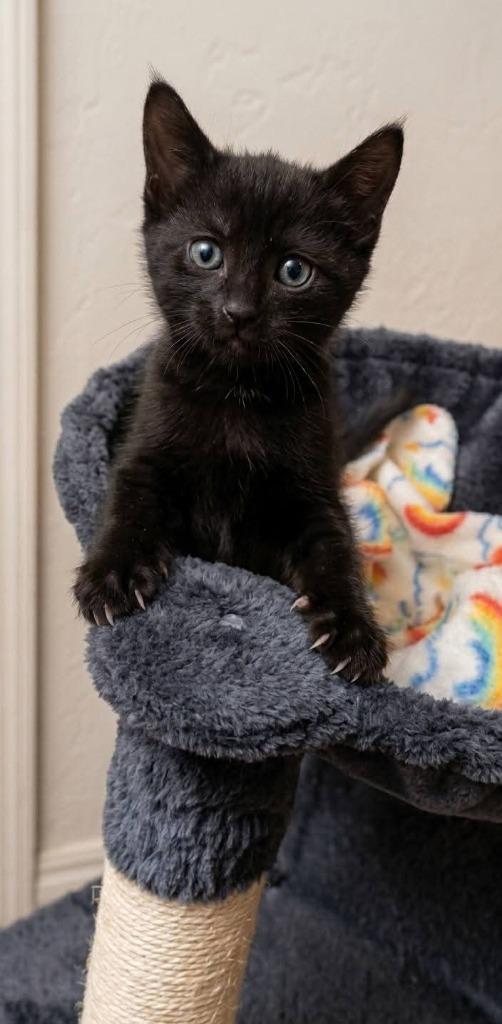 Enlarge Roni, a Adoptable mixed breed in Miami, OK image 3/4