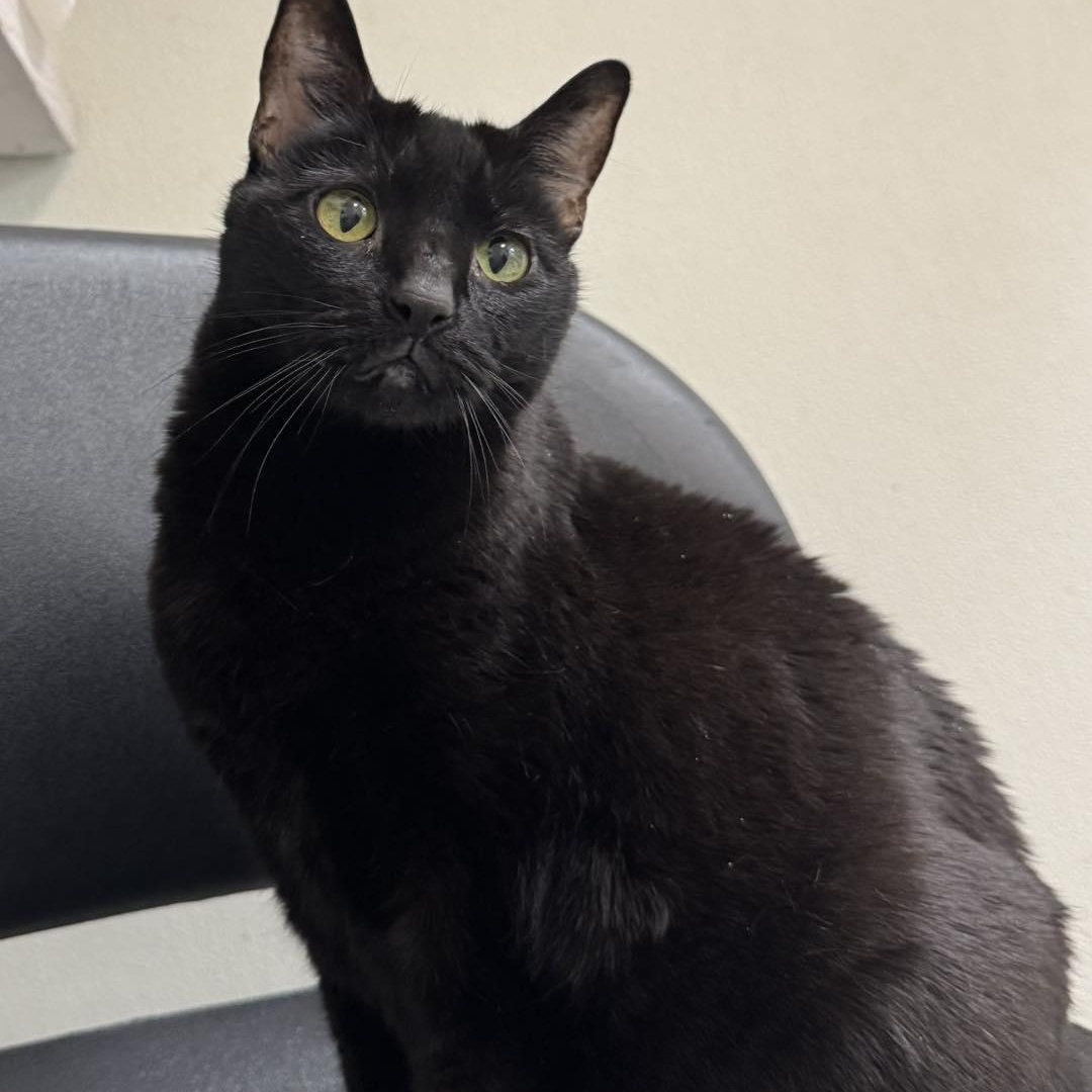 Enlarge Izzy, a Adoptable Domestic Short Hair in Martinsville, IN image 1/1