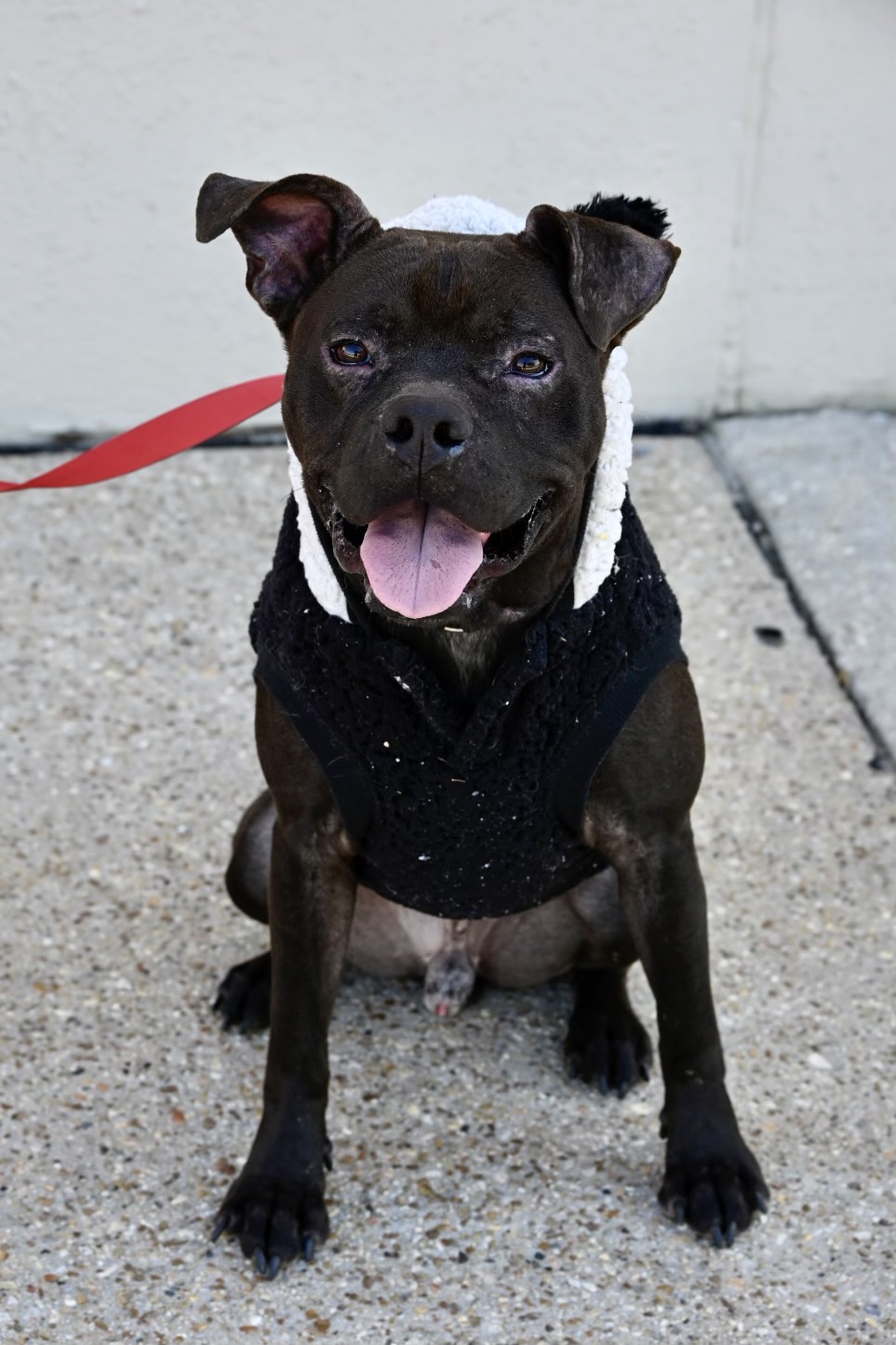 Doc, an adoptable Boxer in Waggaman, LA, 70094 | Photo Image 3
