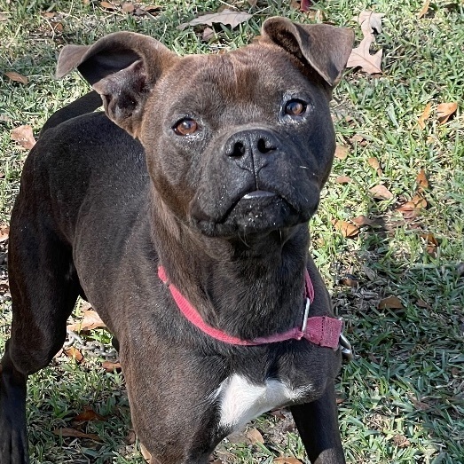 Doc, an adoptable Boxer in Waggaman, LA, 70094 | Photo Image 2