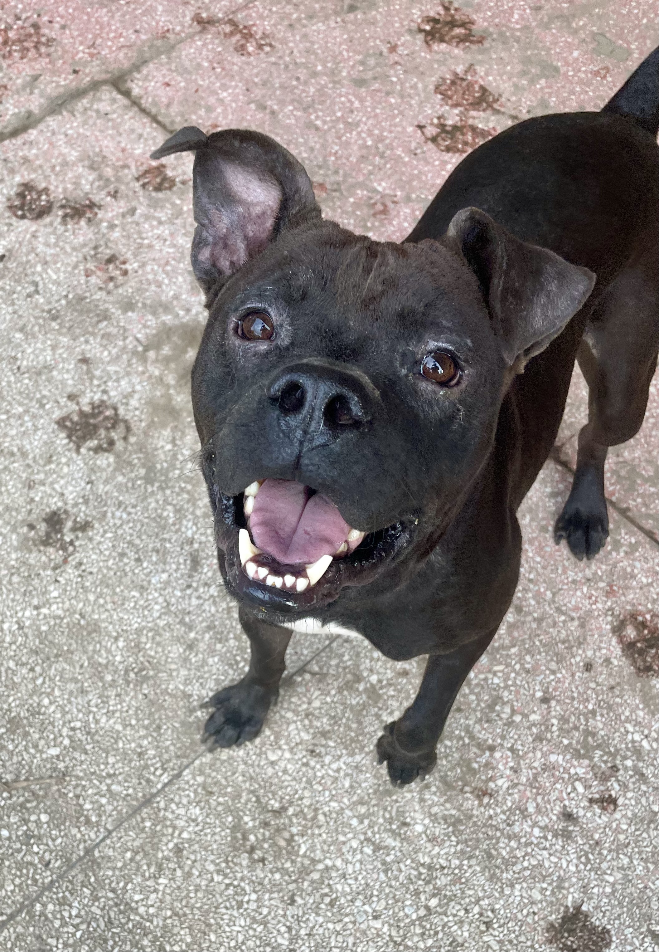 Doc, an adoptable Boxer in Waggaman, LA, 70094 | Photo Image 1