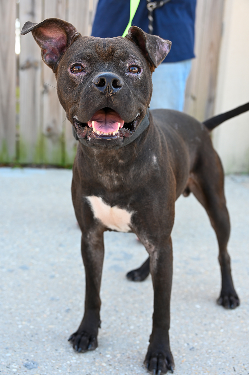 Doc, an adoptable Boxer in Waggaman, LA, 70094 | Photo Image 4