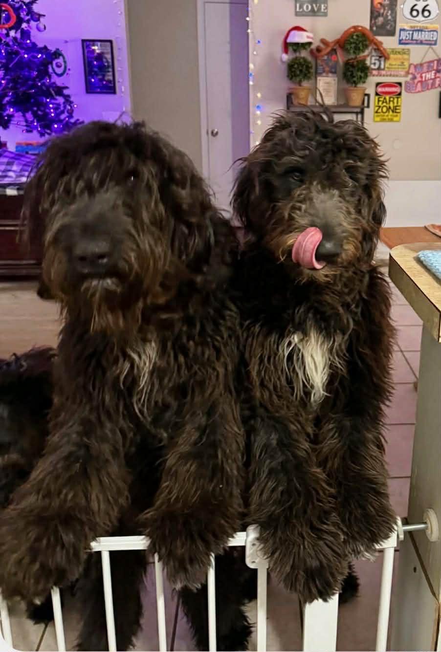 Enlarge Shelby, an adopted mixed breed in Piedmont, OK image 2/2