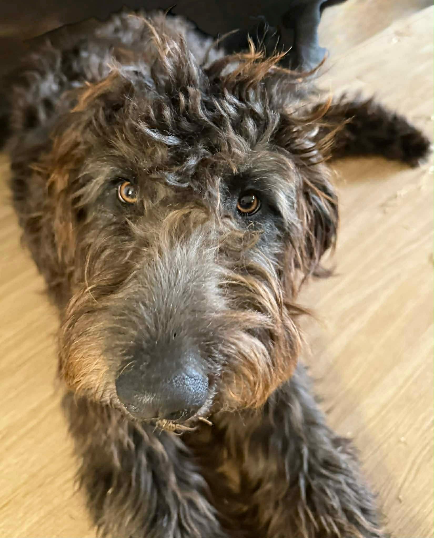 Enlarge Shelby, an adopted mixed breed in Piedmont, OK image 1/2