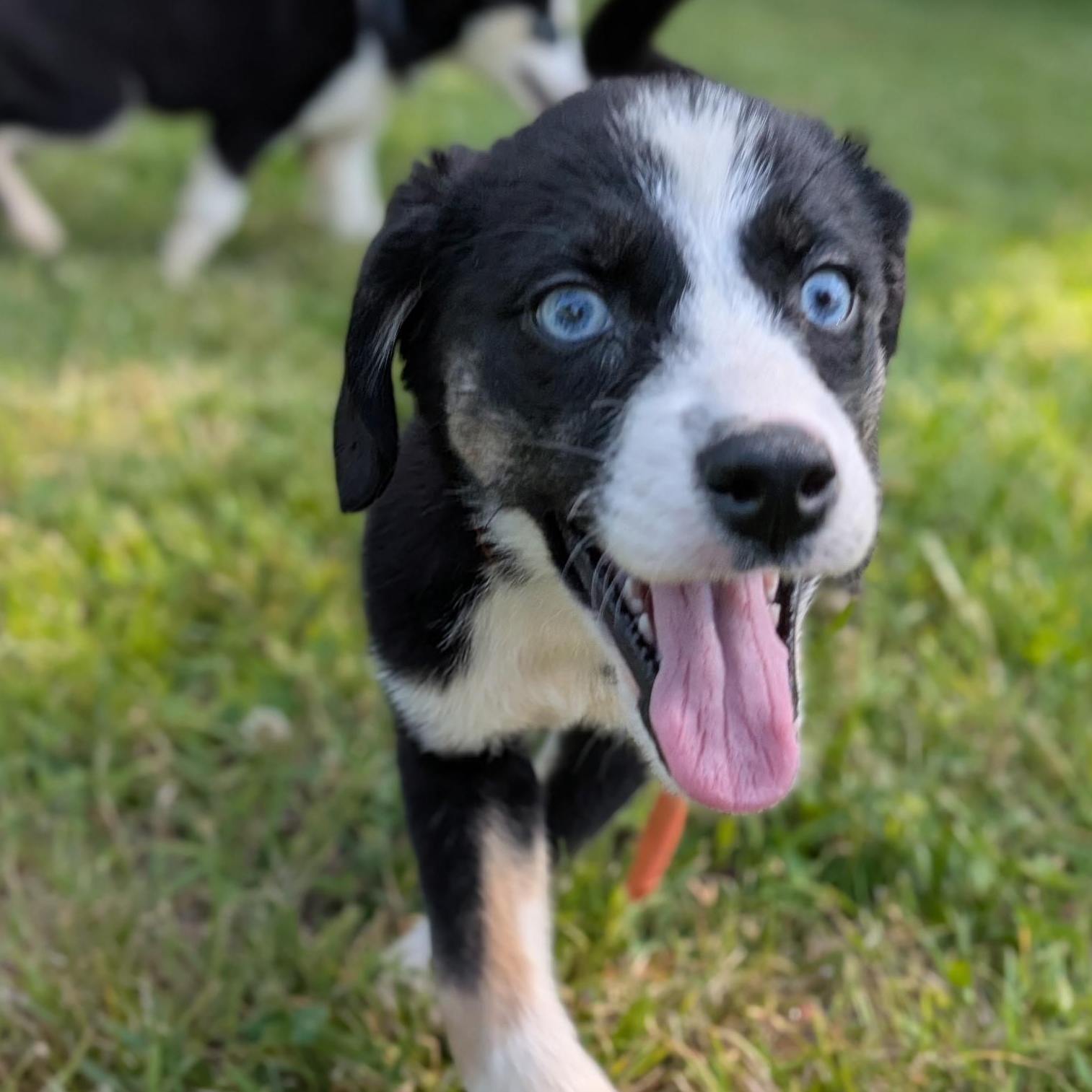 Peach, an adoptable mixed breed in Spring hill, TN image 1/4