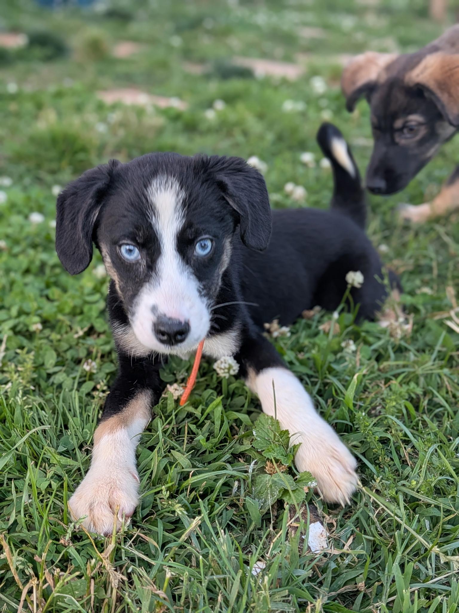 Peach, an adoptable mixed breed in Spring hill, TN image 3/4