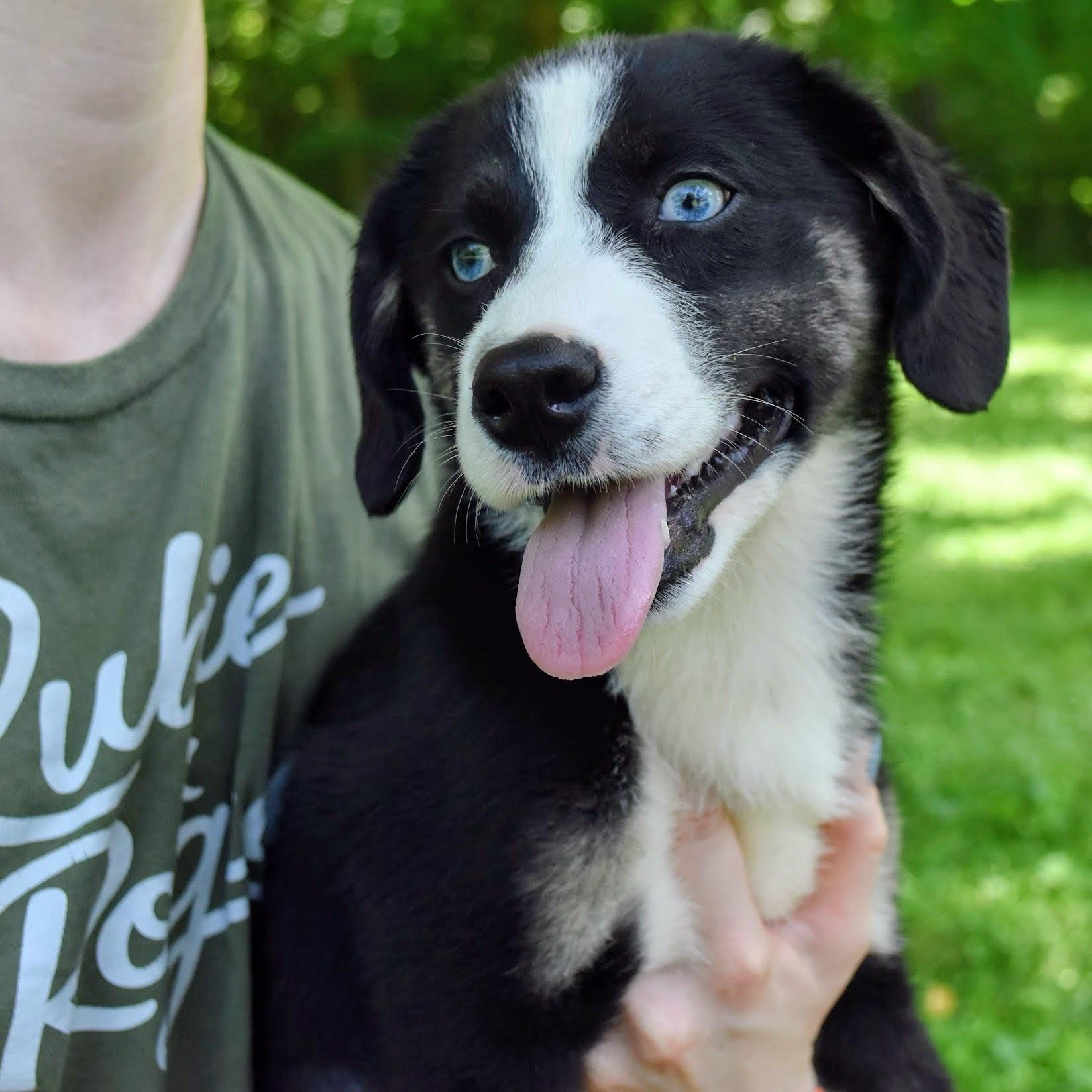 Peach, adoptable, Puppy Female Australian Shepherd & Shepherd.