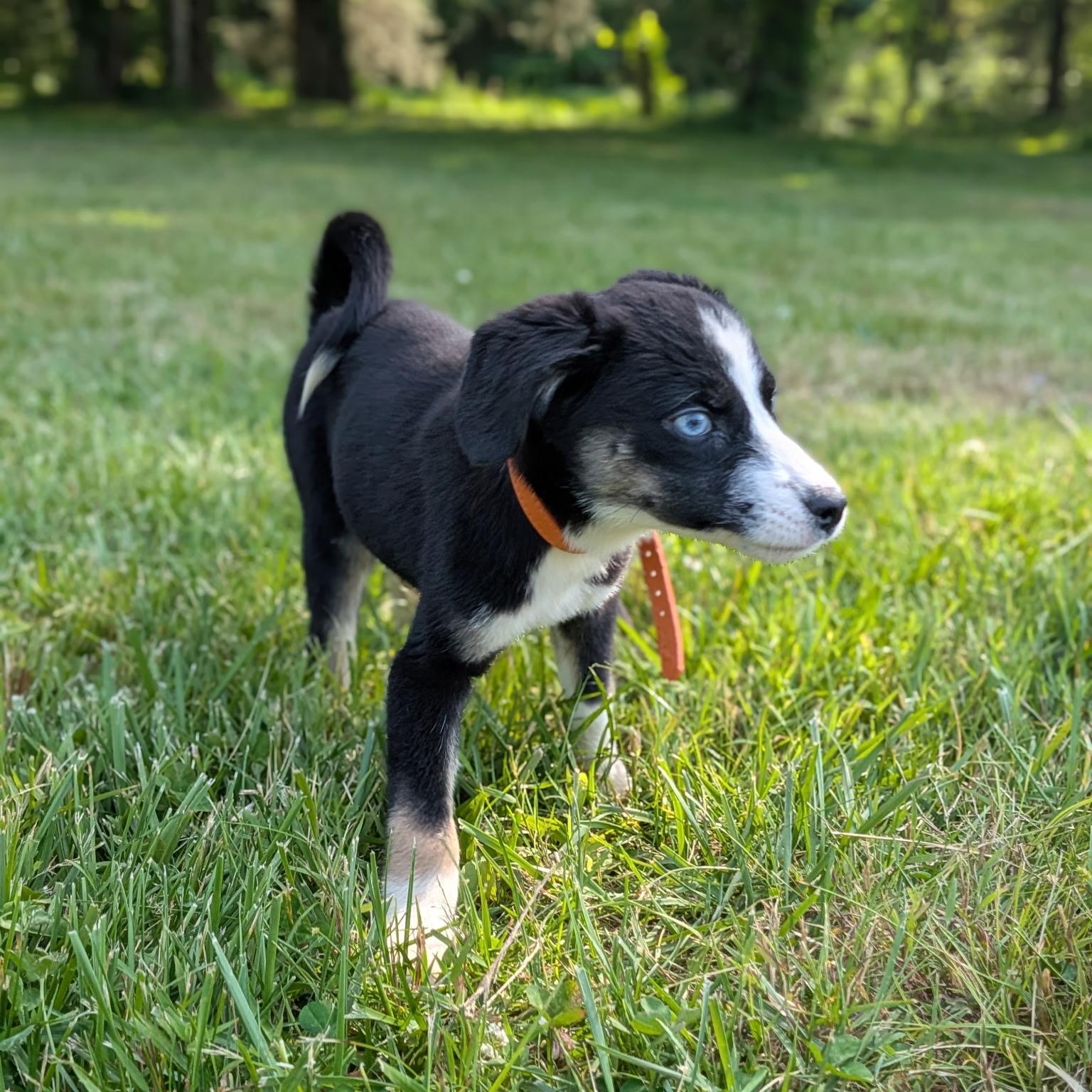 Peach, an adoptable mixed breed in Spring hill, TN image 4/4