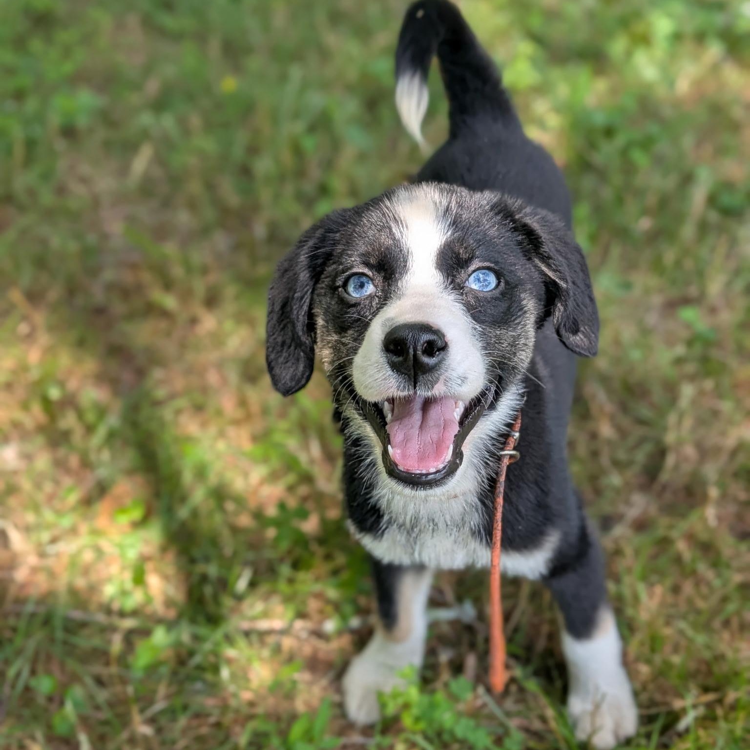 Peach, an adoptable mixed breed in Spring hill, TN image 2/4