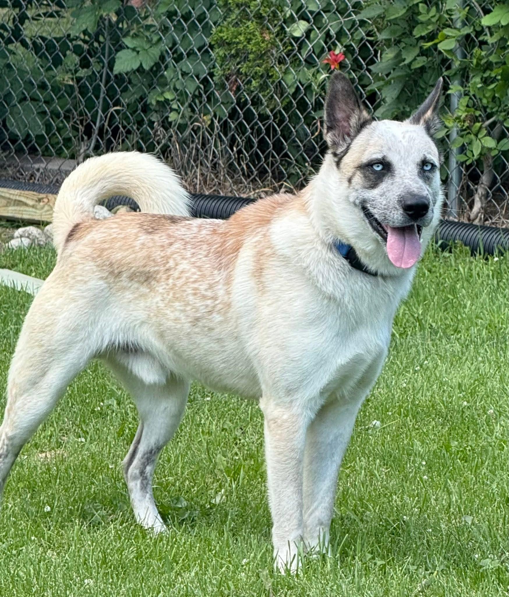 HARRISON    $400, Adult Male Husky
