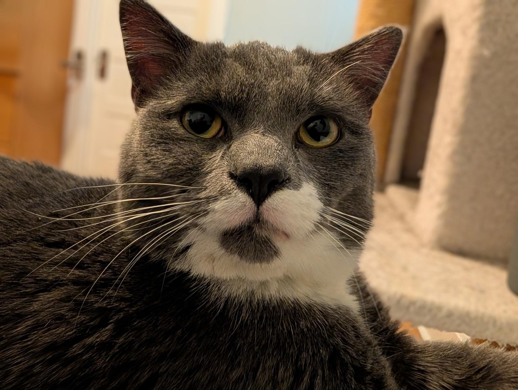 Grayson , ADOPTABLE, Young Male Domestic Short Hair.