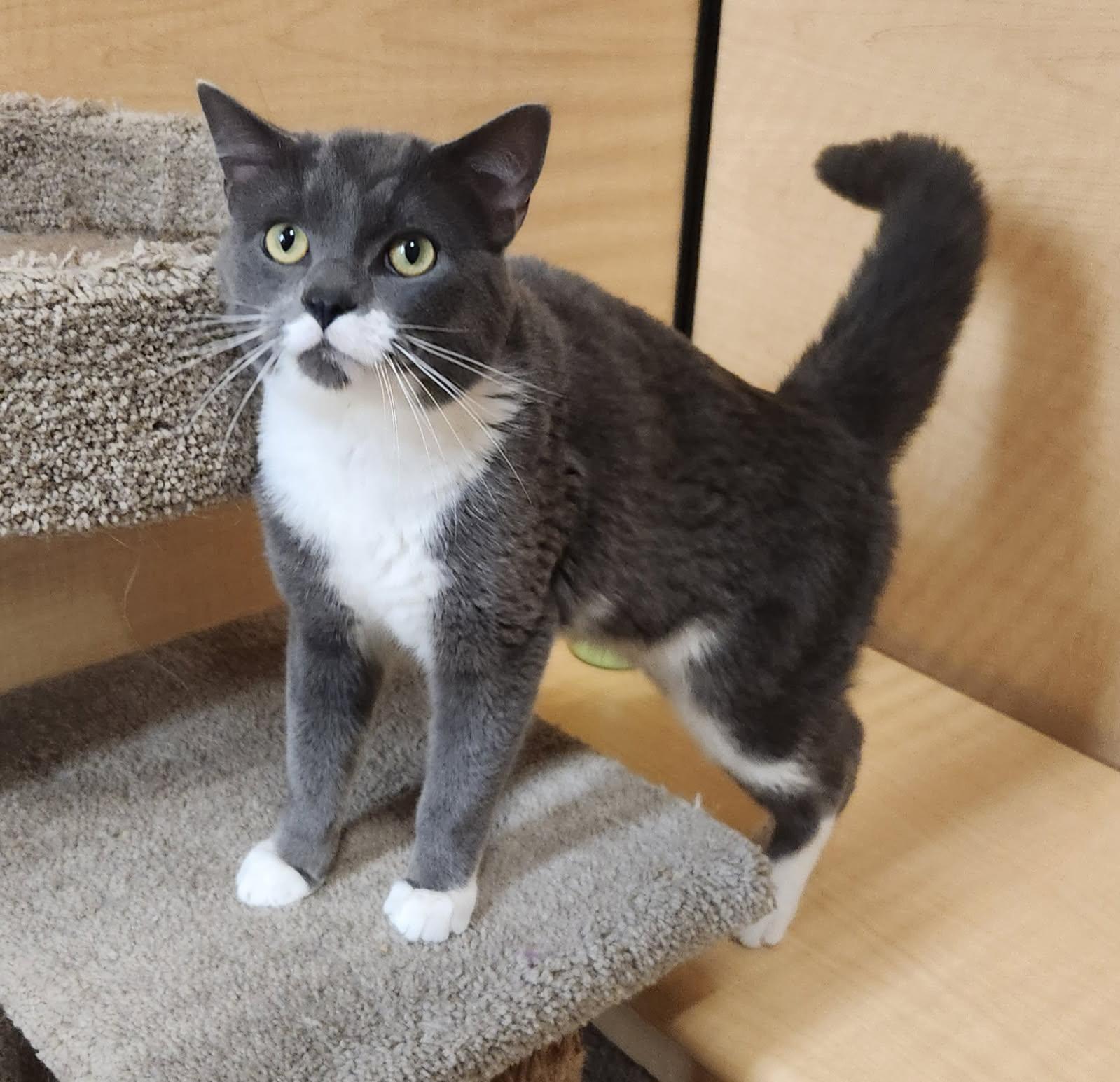 Grayson , ADOPTABLE, Young Male Domestic Short Hair.