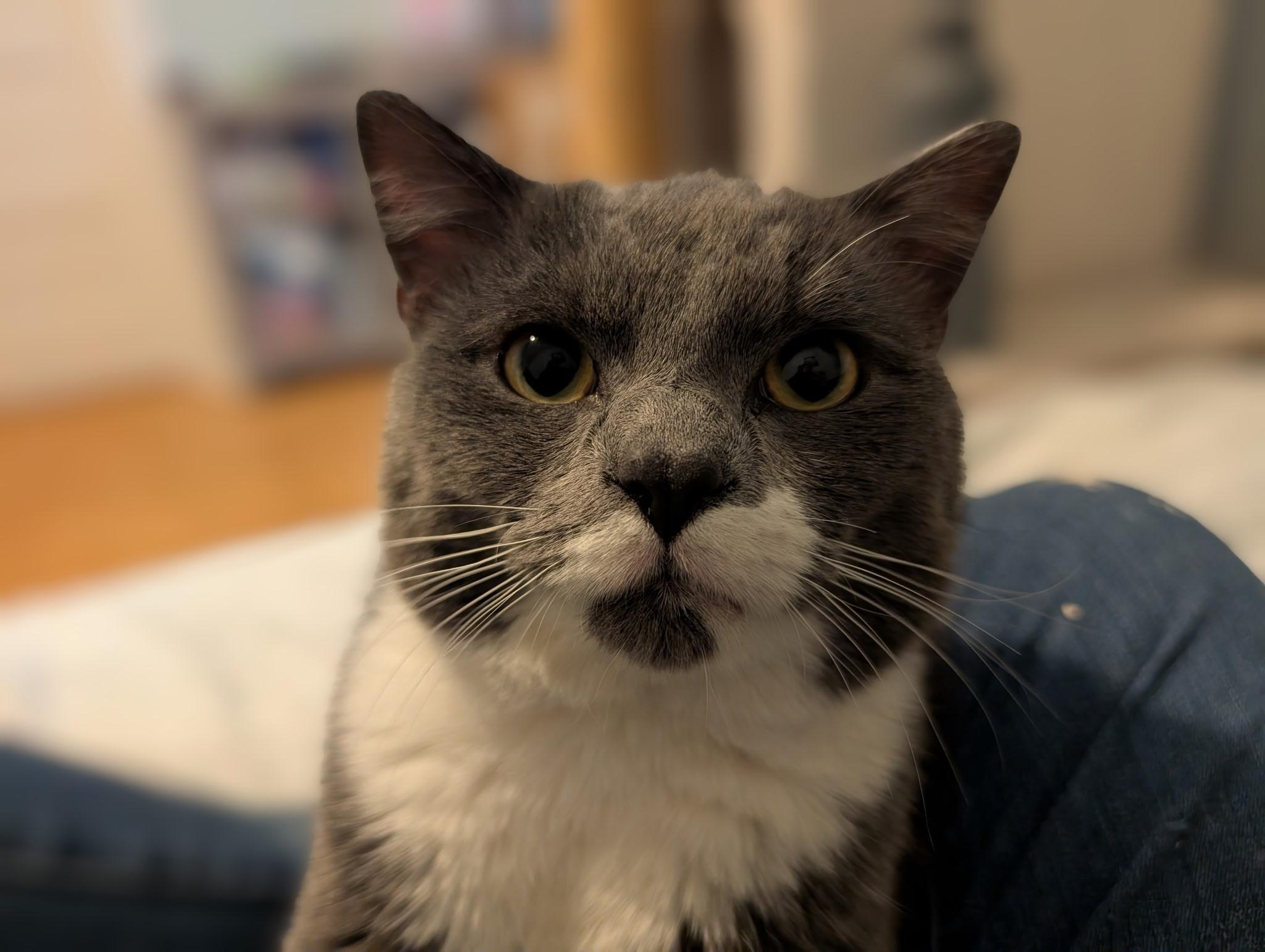 Grayson , a ADOPTABLE Domestic Short Hair in Barrington Hills, IL image 3/3