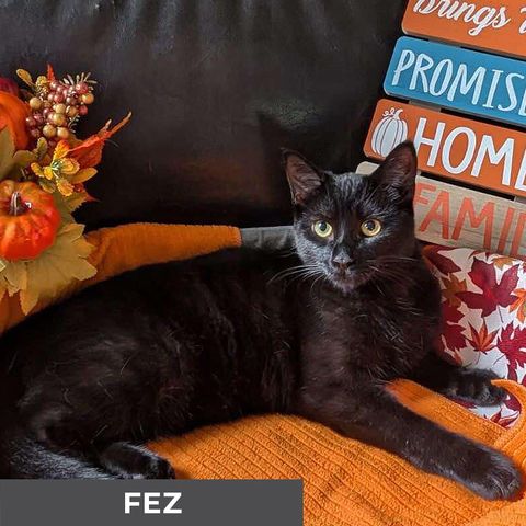 Fez photo 3