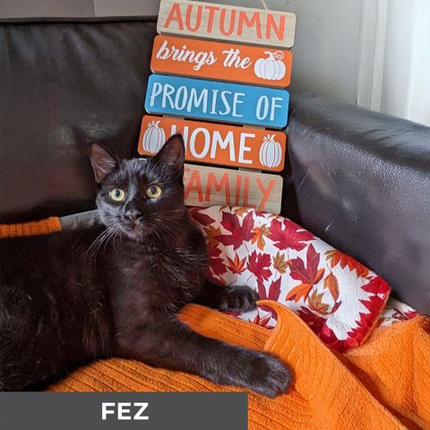 Fez photo 4