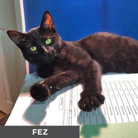 Fez, Baby Female Domestic Short Hair
