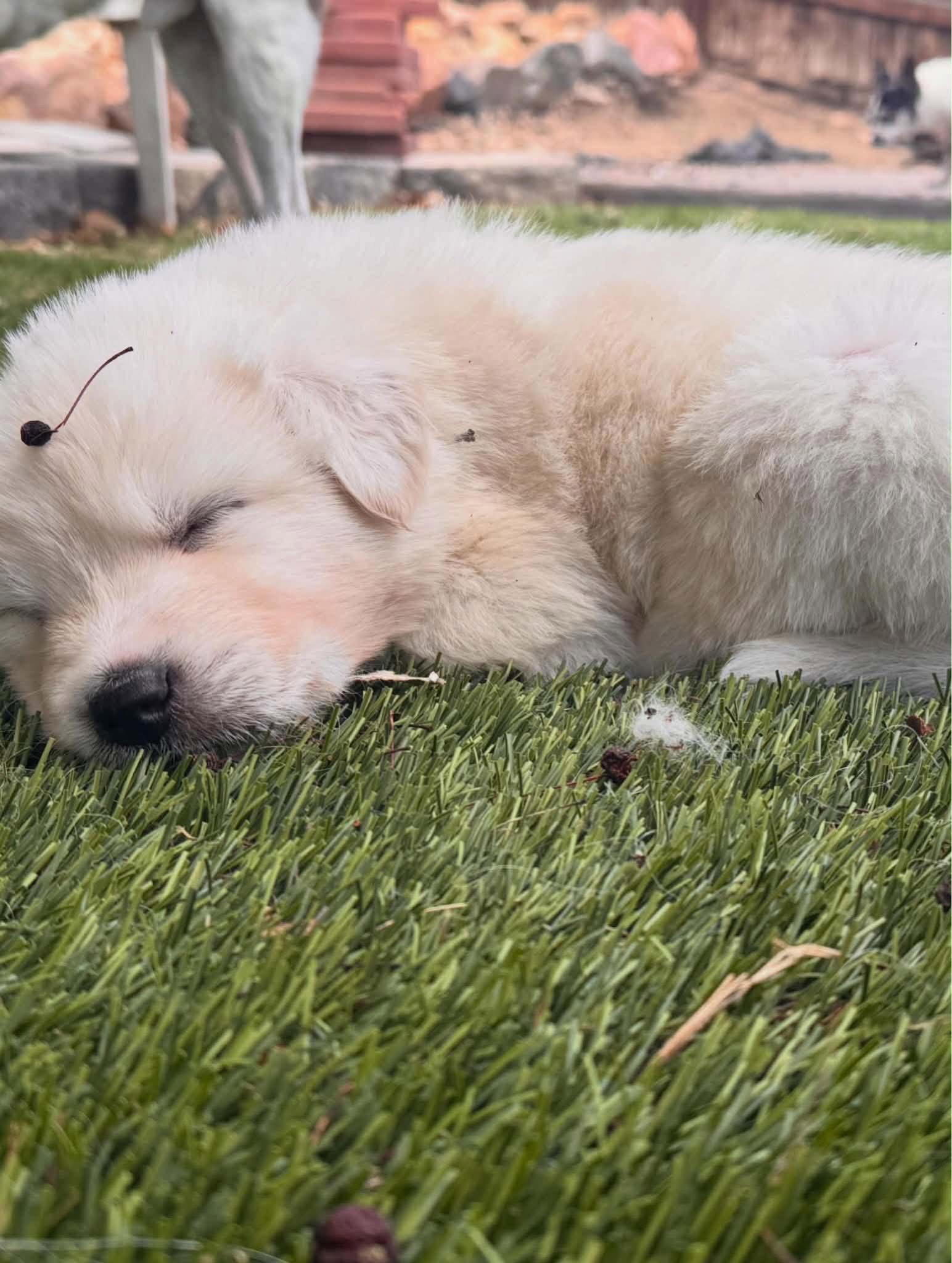 Bridgerton litter, Adoptable, Young Female Great Pyrenees & Akbash.