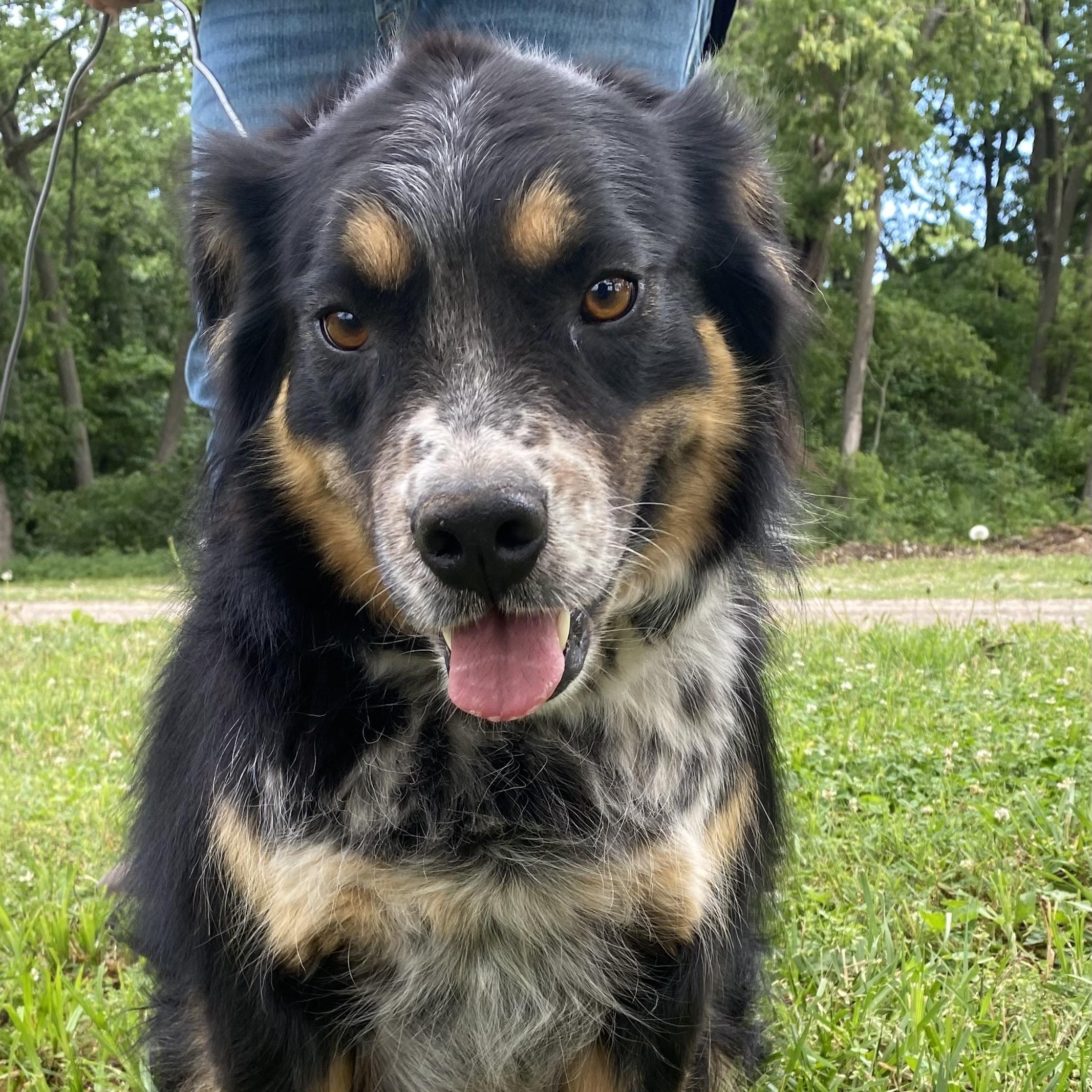 Honey Bee, a ADOPTABLE mixed breed in Louisburg, KS image 2/5
