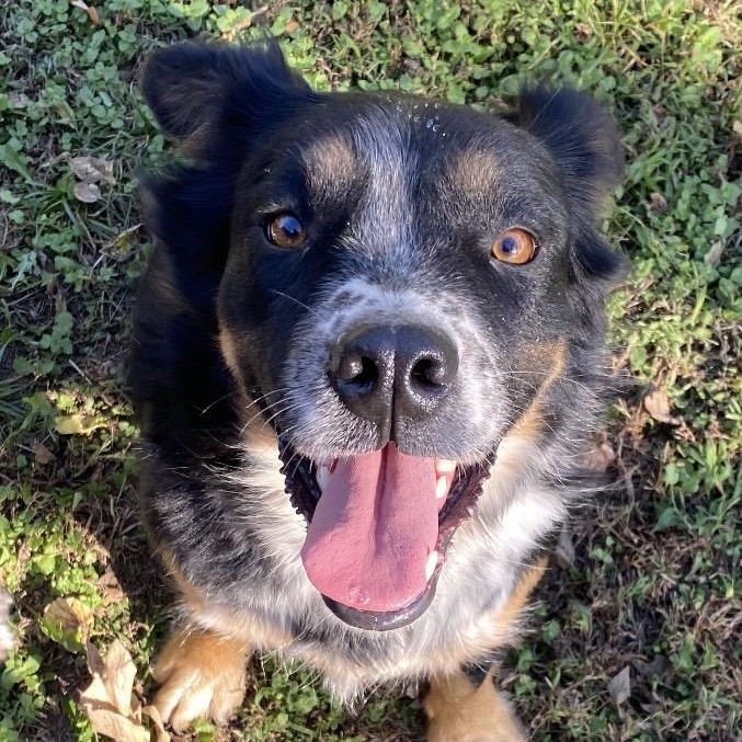 Honey Bee, a ADOPTABLE mixed breed in Louisburg, KS image 1/5