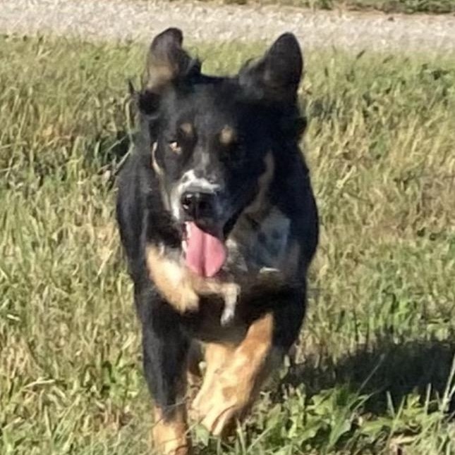 Honey Bee, a ADOPTABLE mixed breed in Louisburg, KS image 5/5