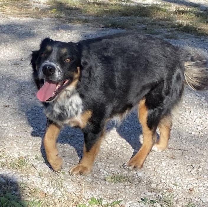 Honey Bee, a ADOPTABLE mixed breed in Louisburg, KS image 4/5