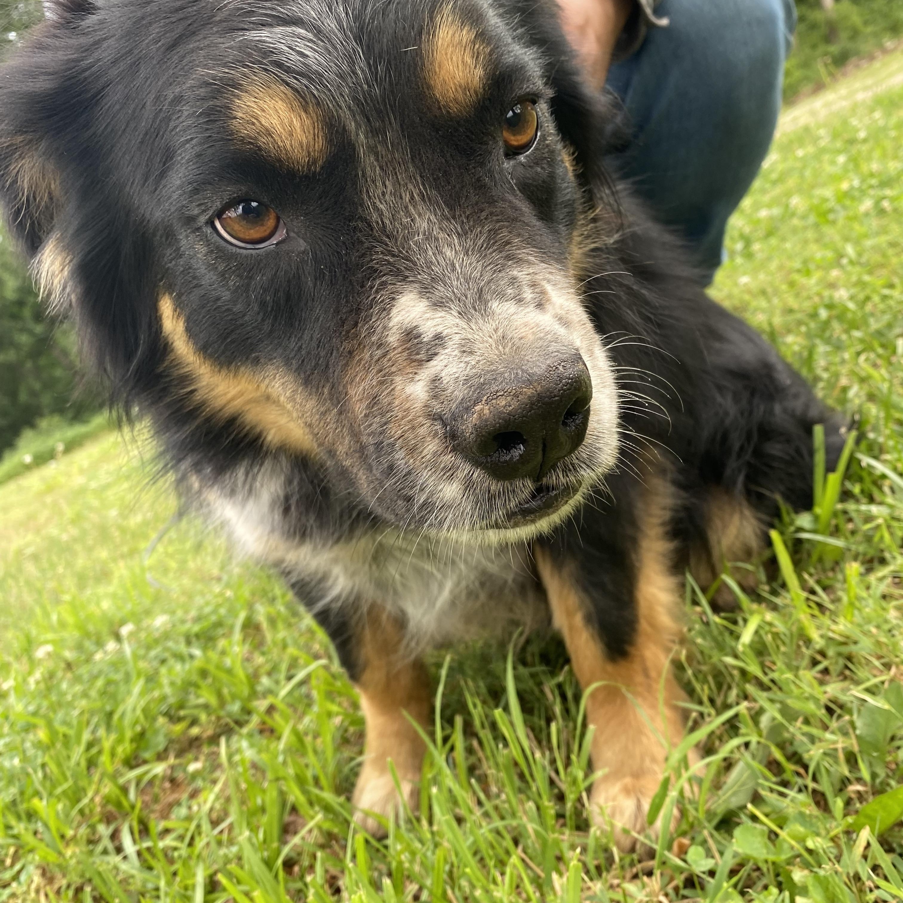 Honey Bee, a ADOPTABLE mixed breed in Louisburg, KS image 3/5