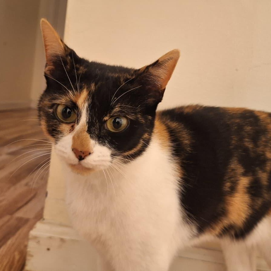 Peanut, ADOPTABLE, Young Female Calico.