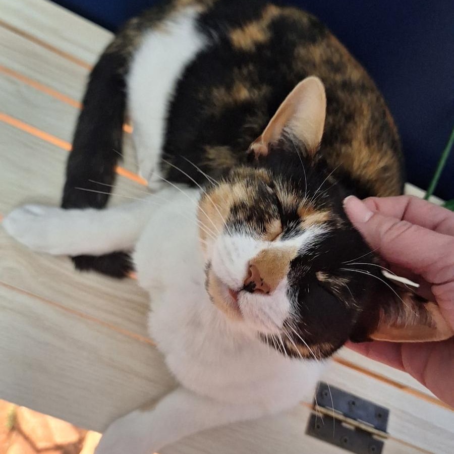 Peanut, ADOPTABLE, Young Female Calico.