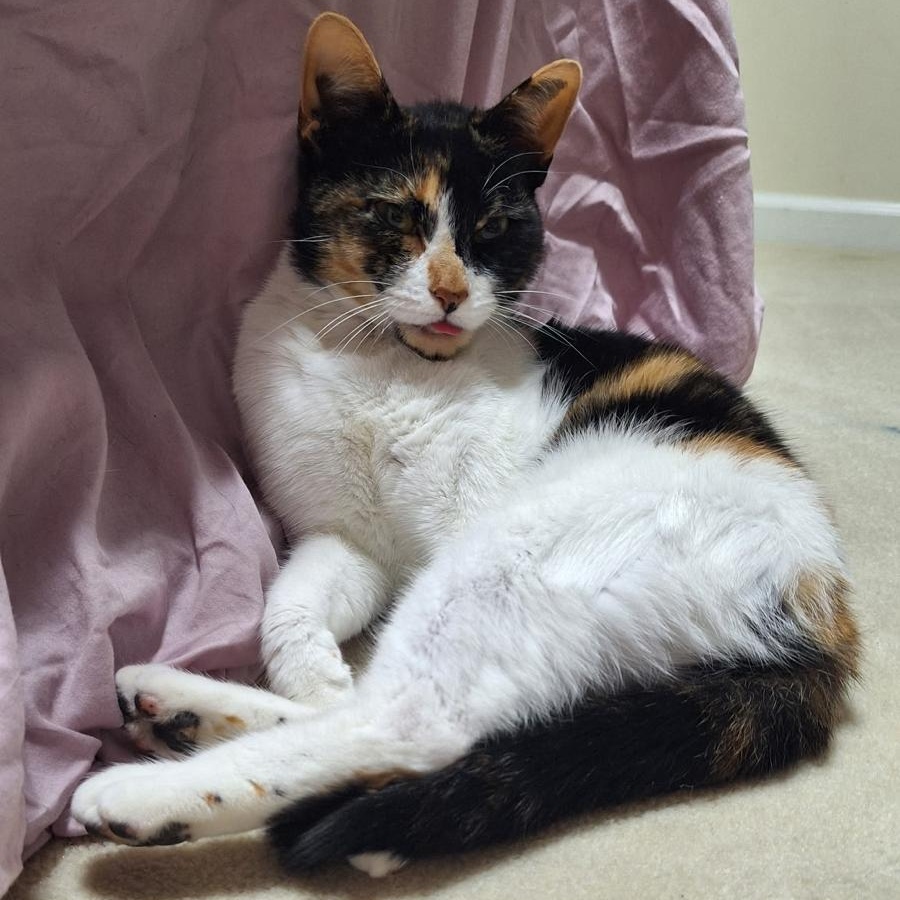 Enlarge Peanut, a ADOPTABLE Calico in Cumming, GA image 3/6