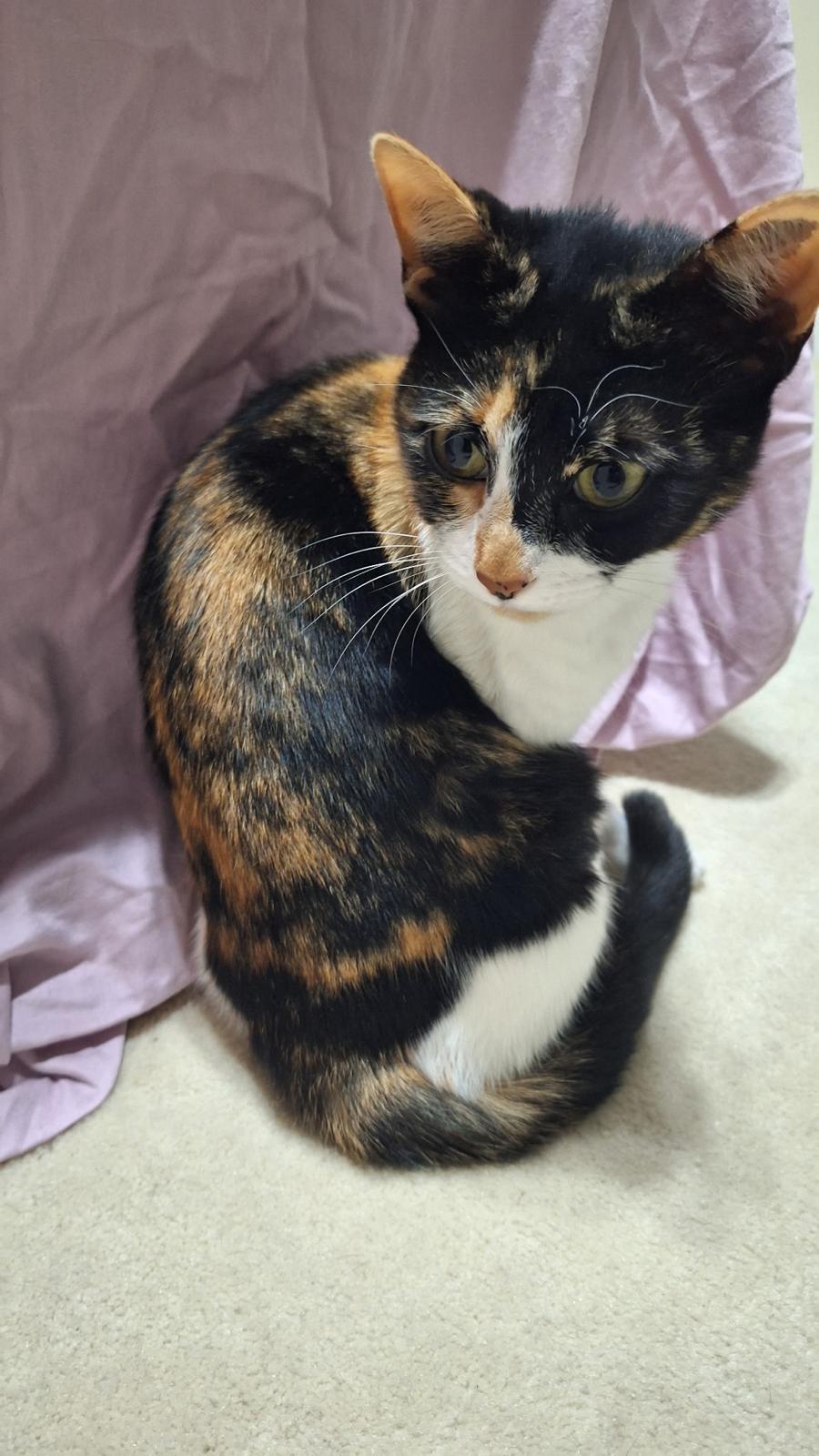 Enlarge Peanut, a ADOPTABLE Calico in Cumming, GA image 4/6