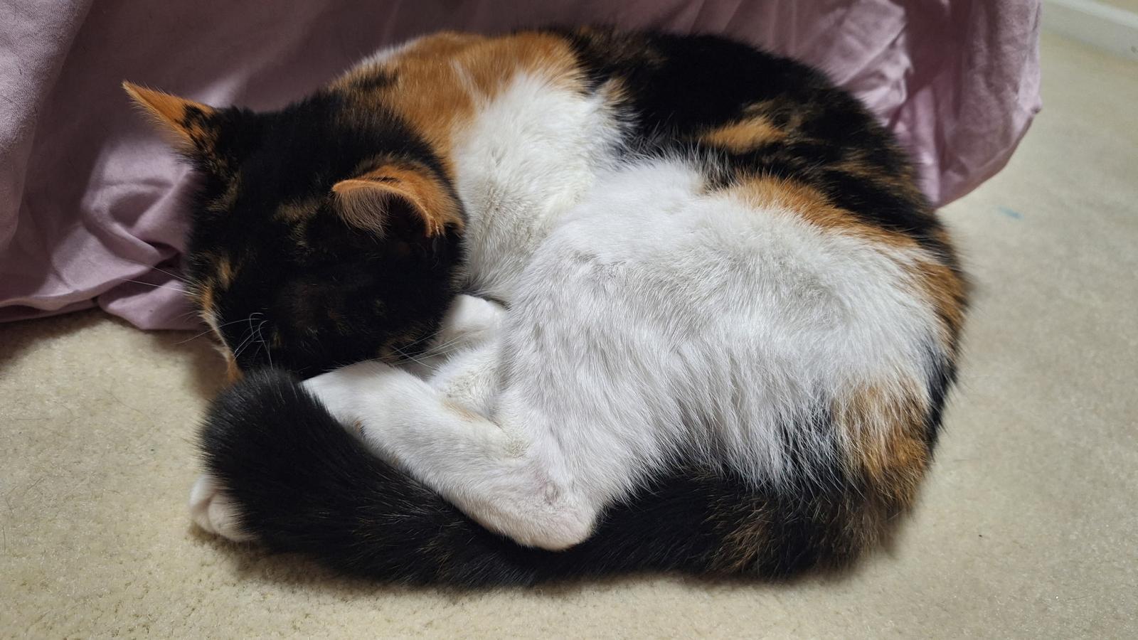 Enlarge Peanut, a ADOPTABLE Calico in Cumming, GA image 5/6