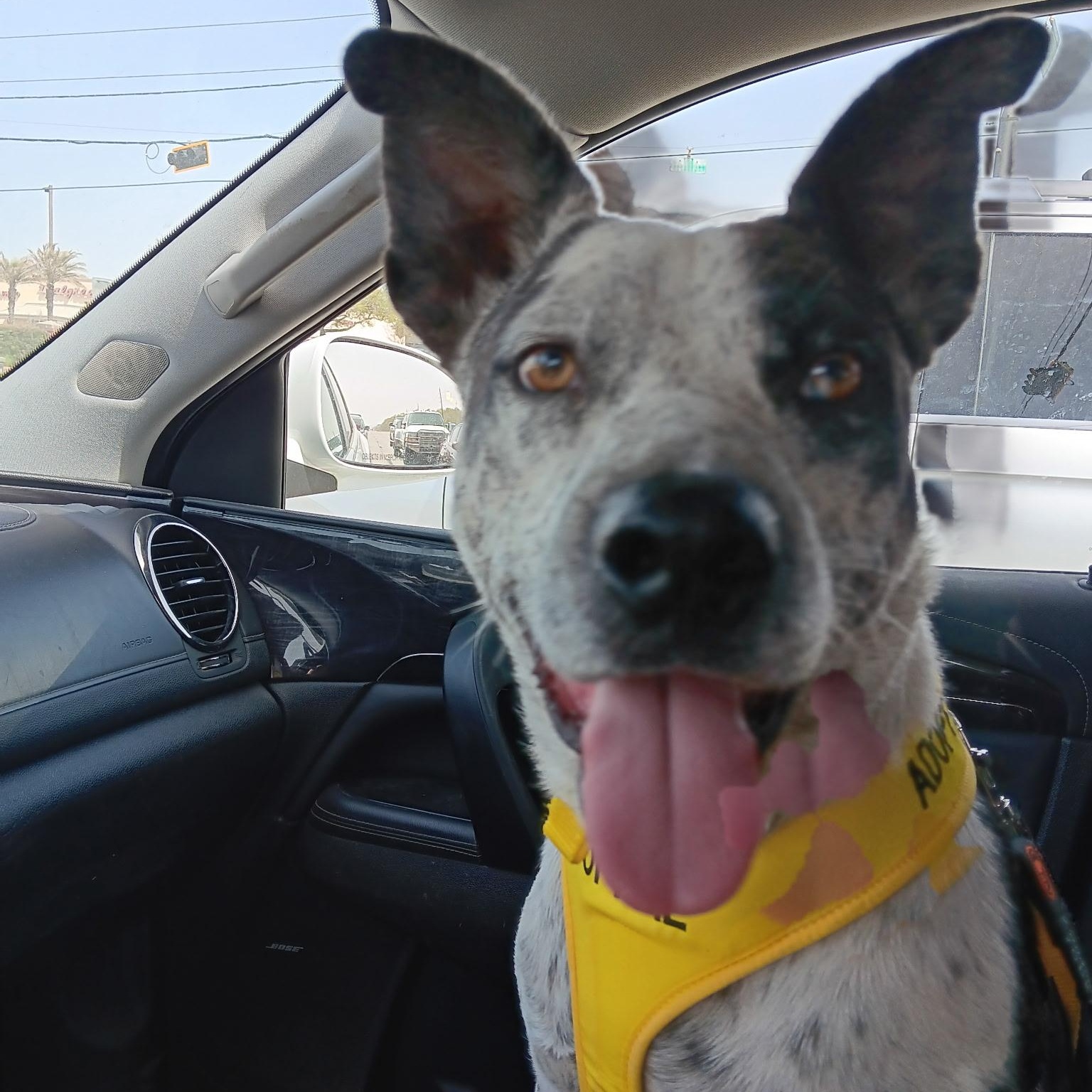 Bandit, an adoptable Australian Cattle Dog / Blue Heeler in Snohomish, WA, 98296 | Photo Image 1