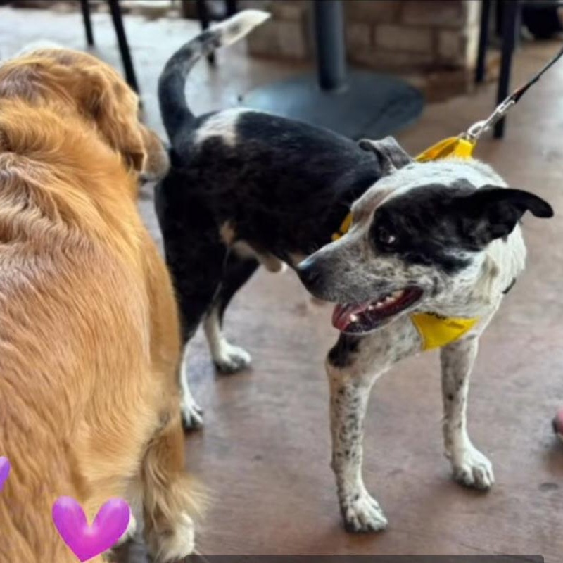 Bandit, an adoptable Australian Cattle Dog / Blue Heeler in Snohomish, WA, 98296 | Photo Image 3