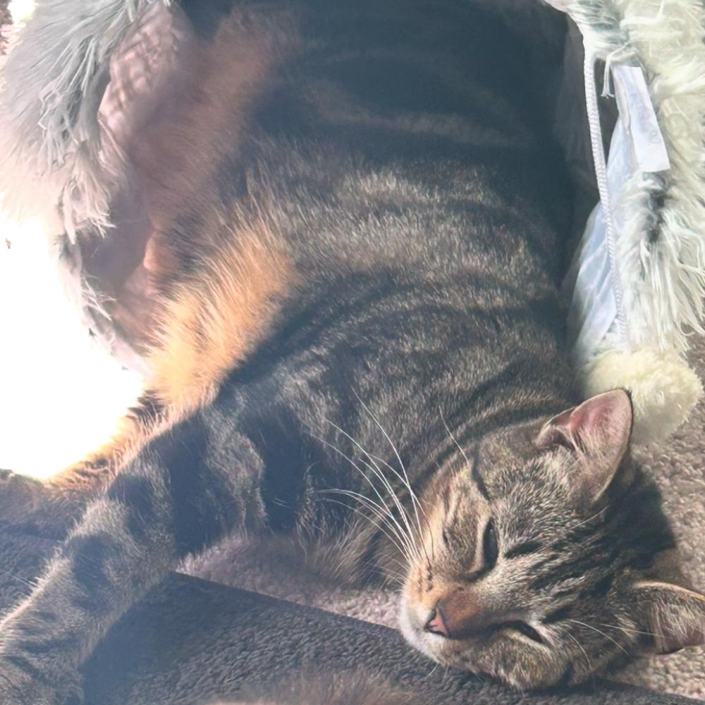 Enlarge Tilly, a Adoptable Domestic Short Hair in Conway, SC image 2/3