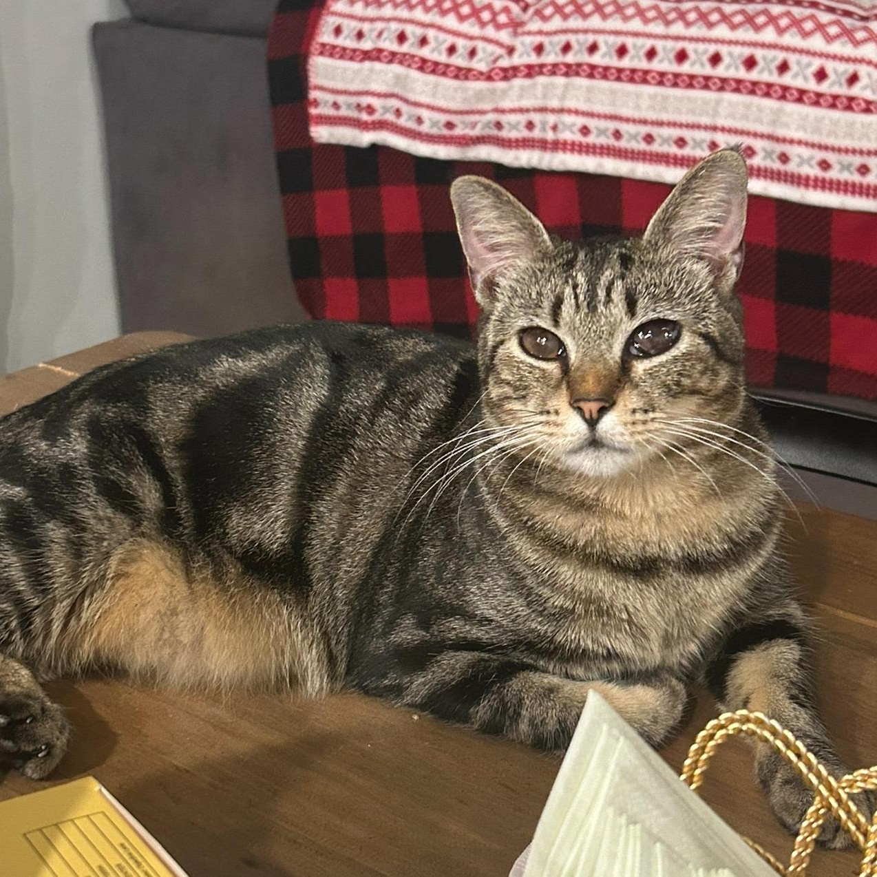 Enlarge Tilly, a Adoptable Domestic Short Hair in Conway, SC image 1/3