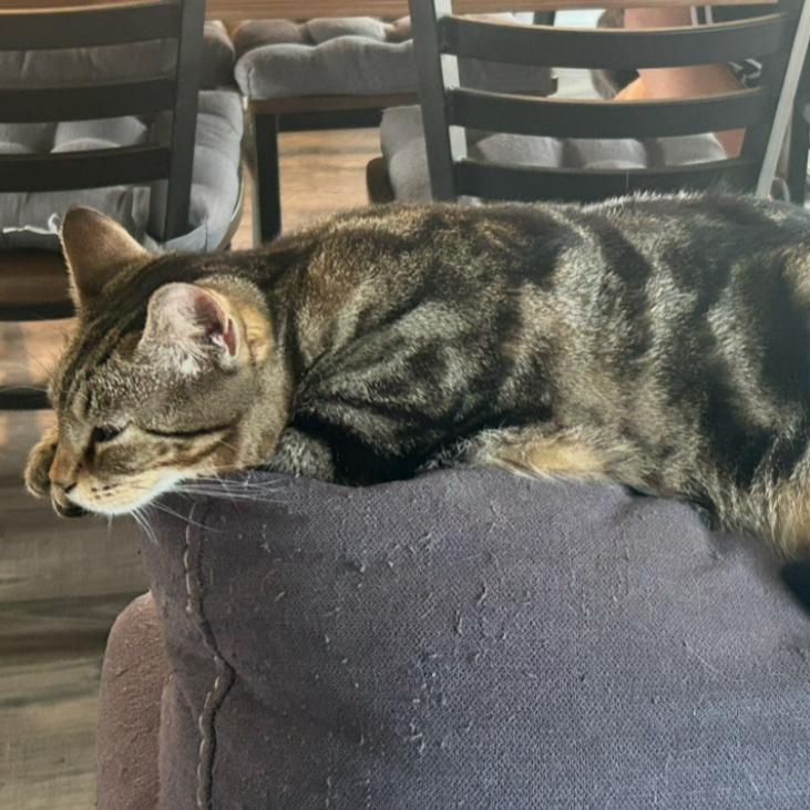 Enlarge Tilly, a Adoptable Domestic Short Hair in Conway, SC image 3/3