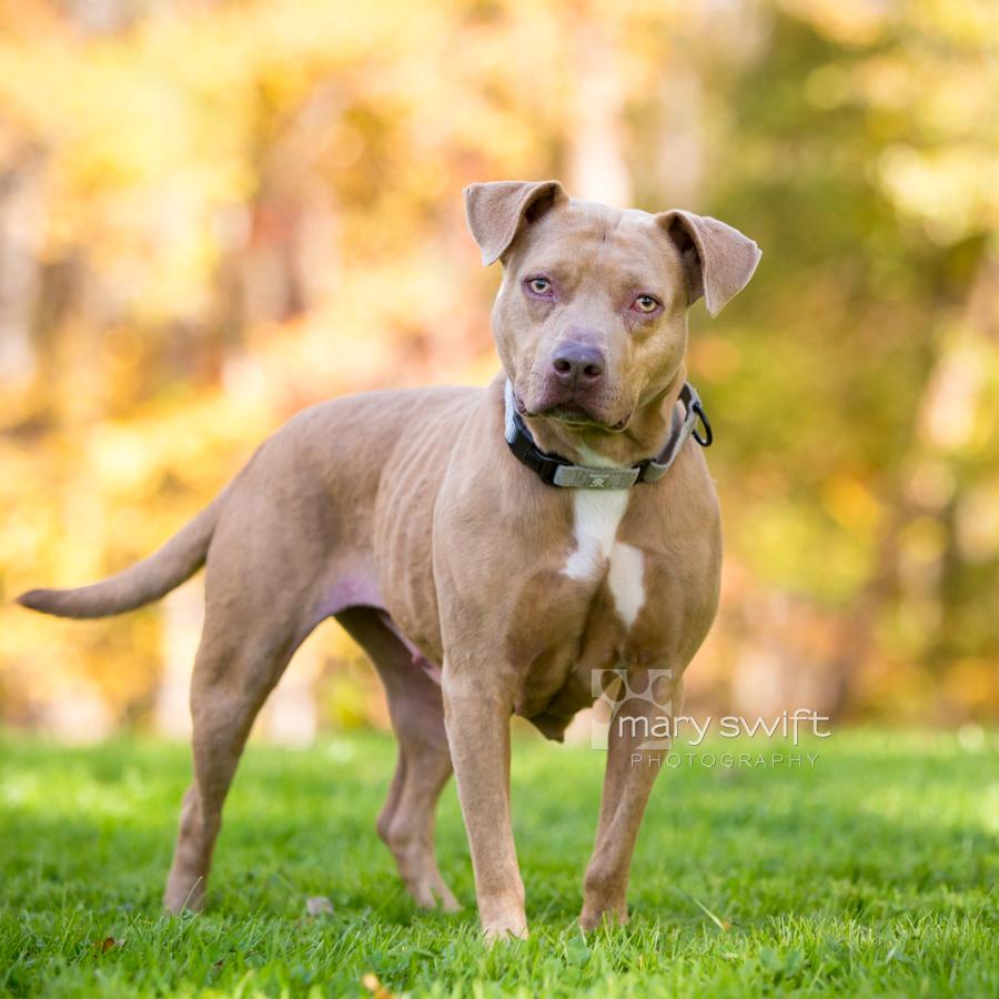 Enlarge Liberty, an adoptable Pit Bull Terrier in Reisterstown, MD image 3/4