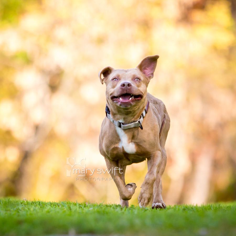 Enlarge Liberty, an adoptable Pit Bull Terrier in Reisterstown, MD image 2/4