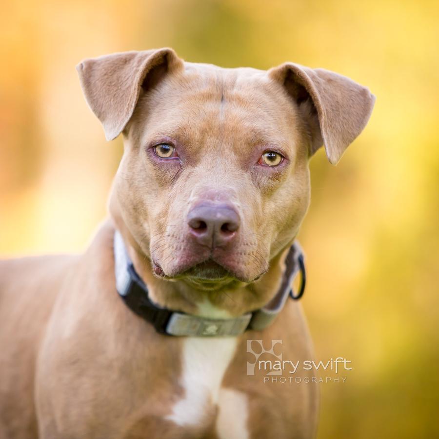 Enlarge Liberty, an adoptable Pit Bull Terrier in Reisterstown, MD image 1/4