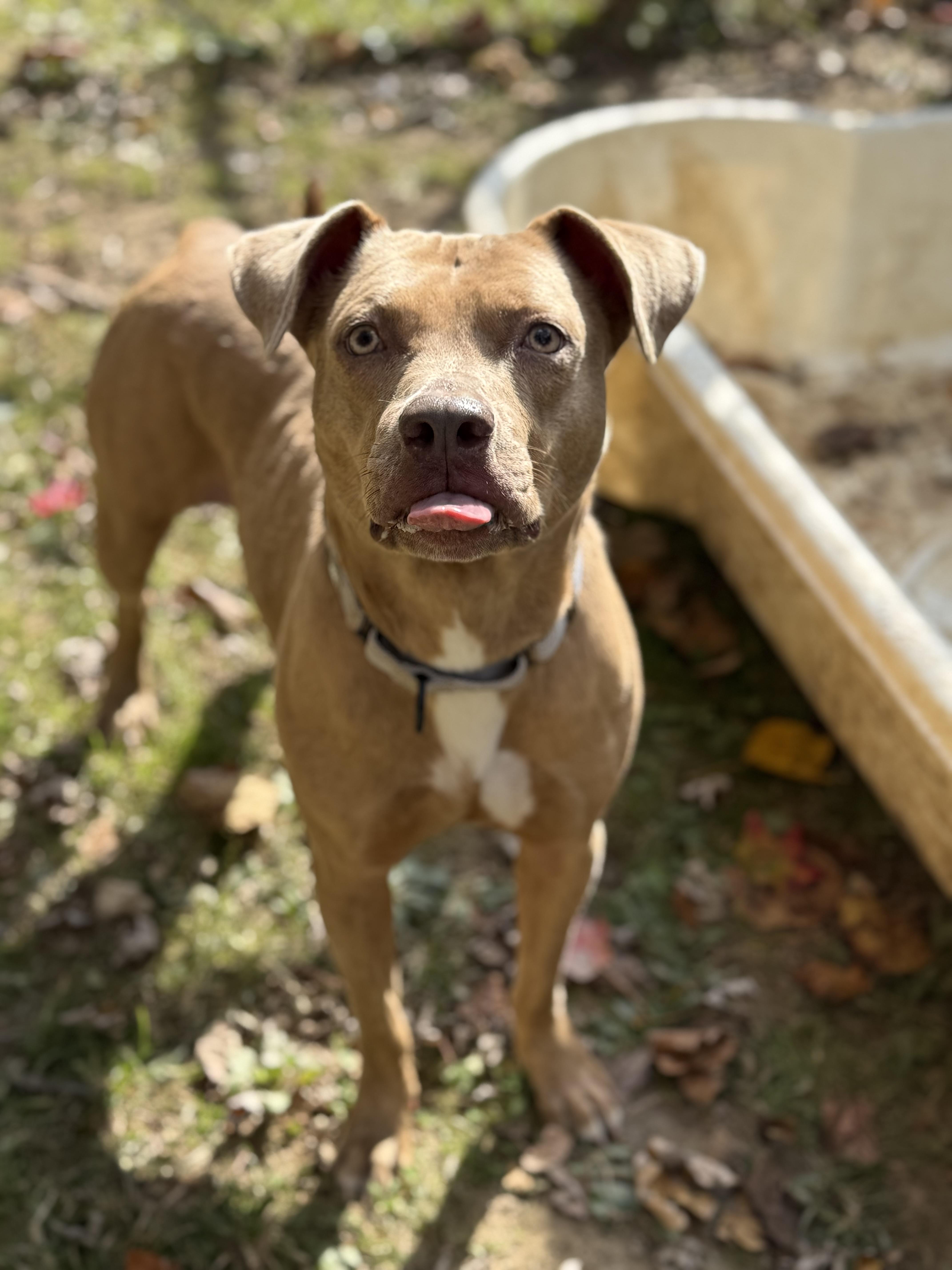 Enlarge Liberty, an adoptable Pit Bull Terrier in Reisterstown, MD image 4/4