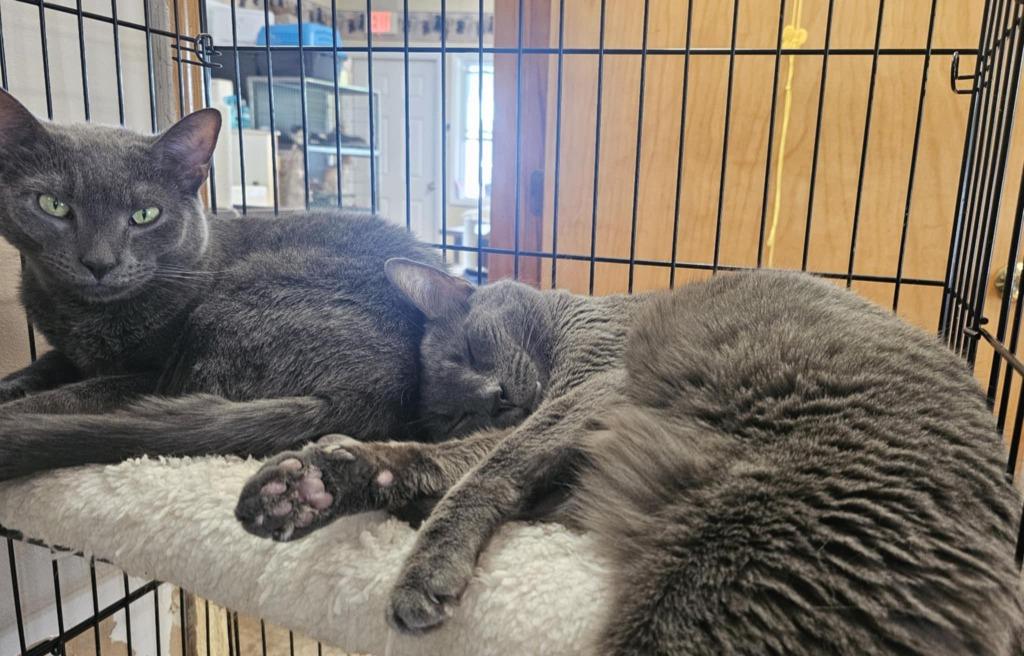 Cairo, Adoptable, Adult Male Domestic Short Hair.