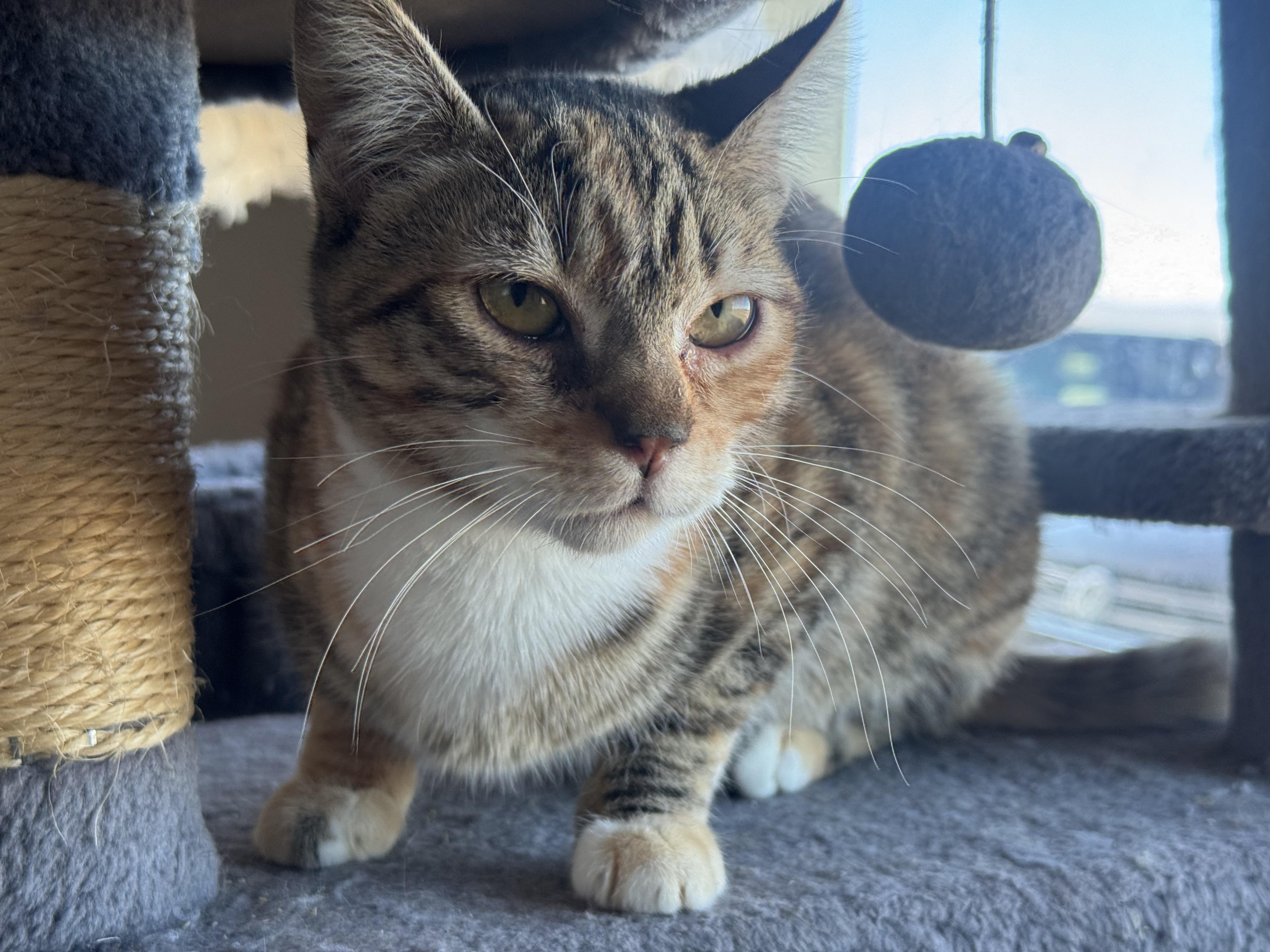 Clementine, adopted, Young Female Domestic Short Hair.