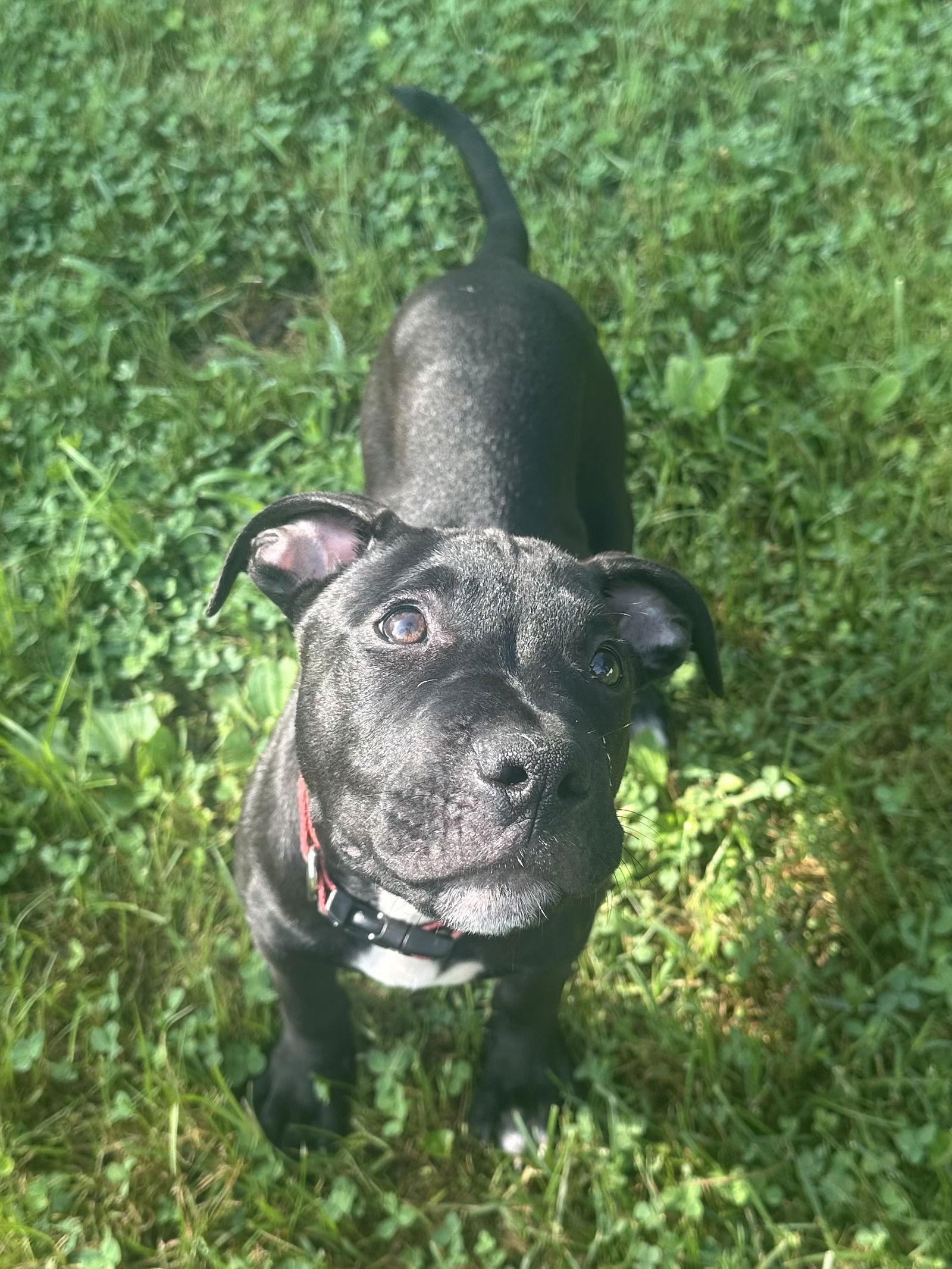 Bruno - adoption pending, Adoptable, Young Male Pit Bull Terrier.